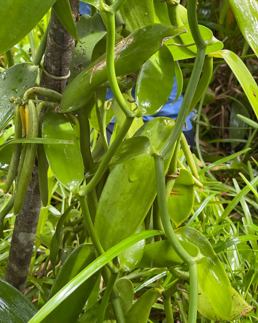 Gousses de vanille vertes accrochées à leur liane, dans une plantation de Madagascar